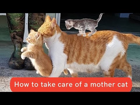 How to take care of a mother cat || How to take care of a mother cat and her kittens