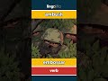 ambush - emboscar video thumbnail
