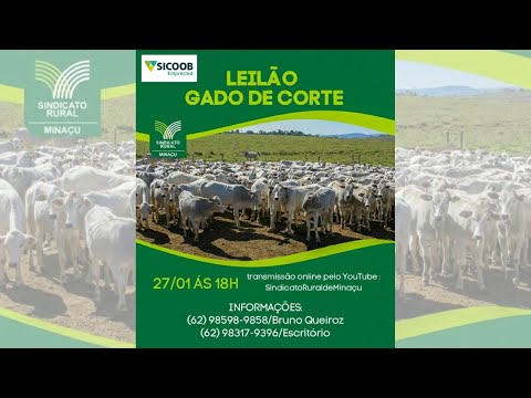 LEILÃO GADO DE CORTE - SINDICATO RURAL DE MINAÇU GO - 27/01/2026