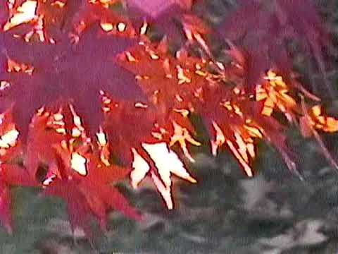 [free] 93feetofsmoke type beat "maple" (prod. cobalt)