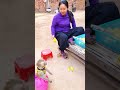 Shally Craved The Mango And Ate It To The Last Bite Yaya Funny Monkey Shally Cute Babymonkey