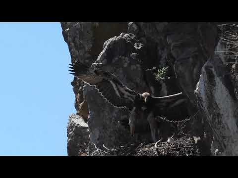 Black Eagle E2 Chick Flight Training