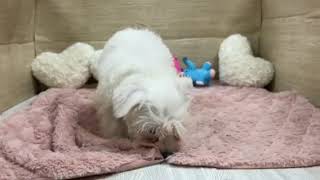 ミニチュアシュナウザーの動画01