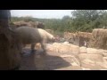 Rapping Polar Bear   Pittsburgh Zoo   Busta Rhymes   Break Your Neck (Clean Version)