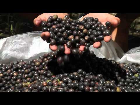 Pororoca – die Monsterwelle