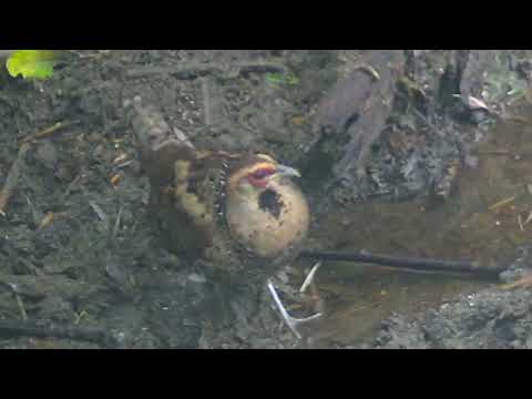 「騒音に汚染された」自然保護区