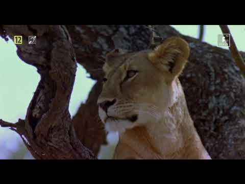 Lwy Kanibale [ Lektor PL ] [ Film Dokumentalny ]