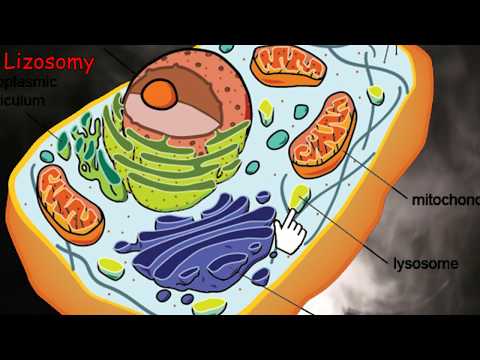 Komórka - punkowa strukturka