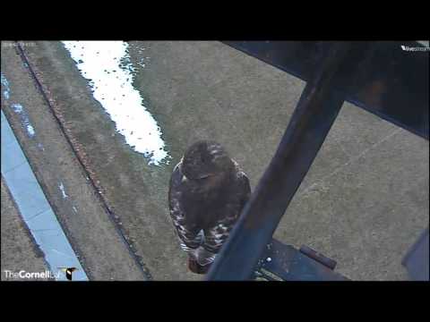 Cornell RTHA Cam  Big Red Greets The Day With Nest Decorating!  7:46 am _3.10.14_