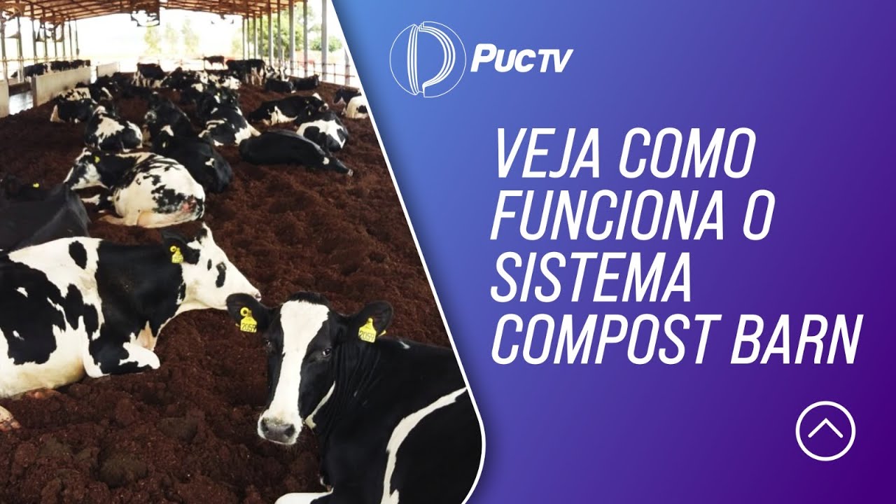 VEJA COMO FUNCIONA O SISTEMA COMPOST BARN