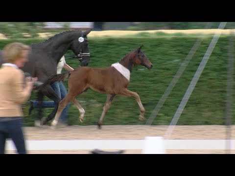 Stf v For Romance I x Depardieu x Wesley 2017