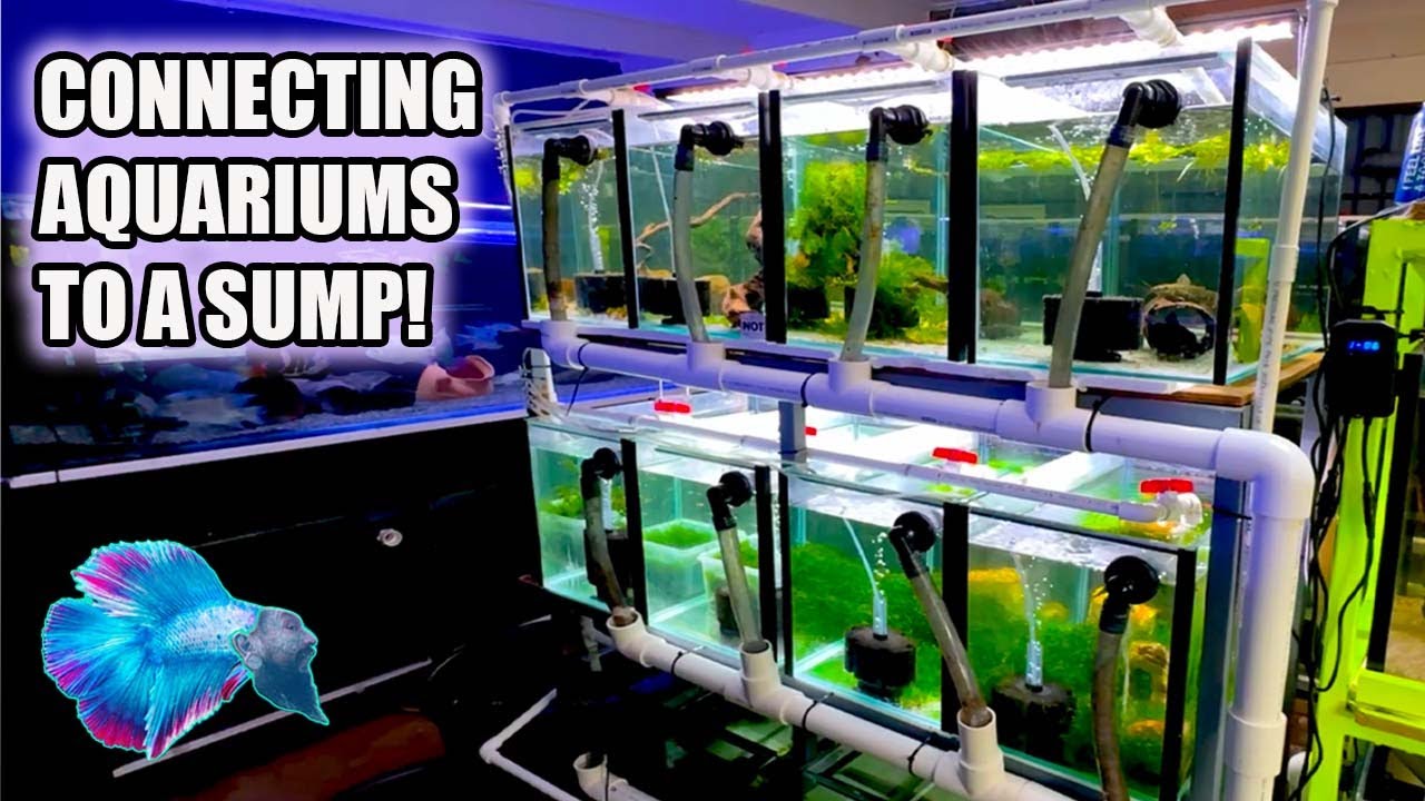 FISH ROOM SETUP: Connecting Multiple Aquariums to a Sump!