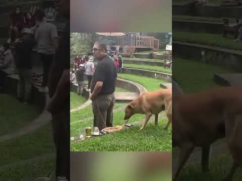 The Most Hilariously Cute Dog#funnydogs#cute#doglover#FunnyCuteDog#AdorablePuppy#FunnyCuteDog