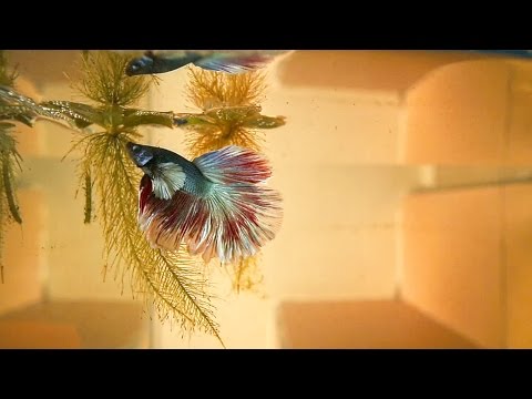 Betta Fish Saga | The Story Begins