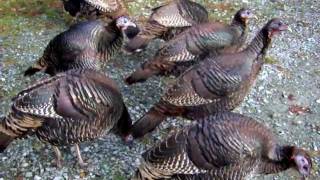 Wild Turkey Talk