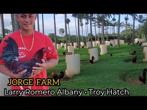 Troy Hatch Larry Romero Albany - Outdoor Indoor Breeding Pens Feeding Time Free Range Jorge Farm