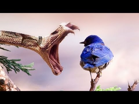 蛇VS鳥