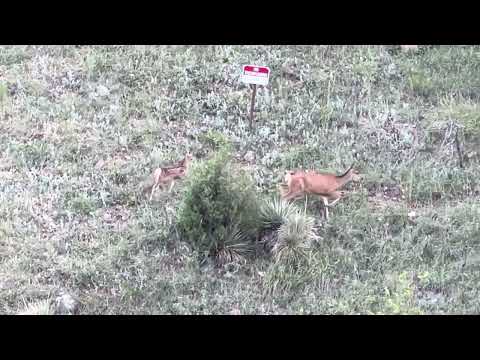 Deer at Red Rocks