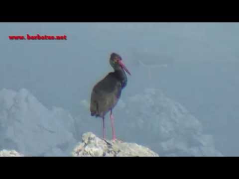 Cigüeña negra ( Ciconia nigra ) Black Stork