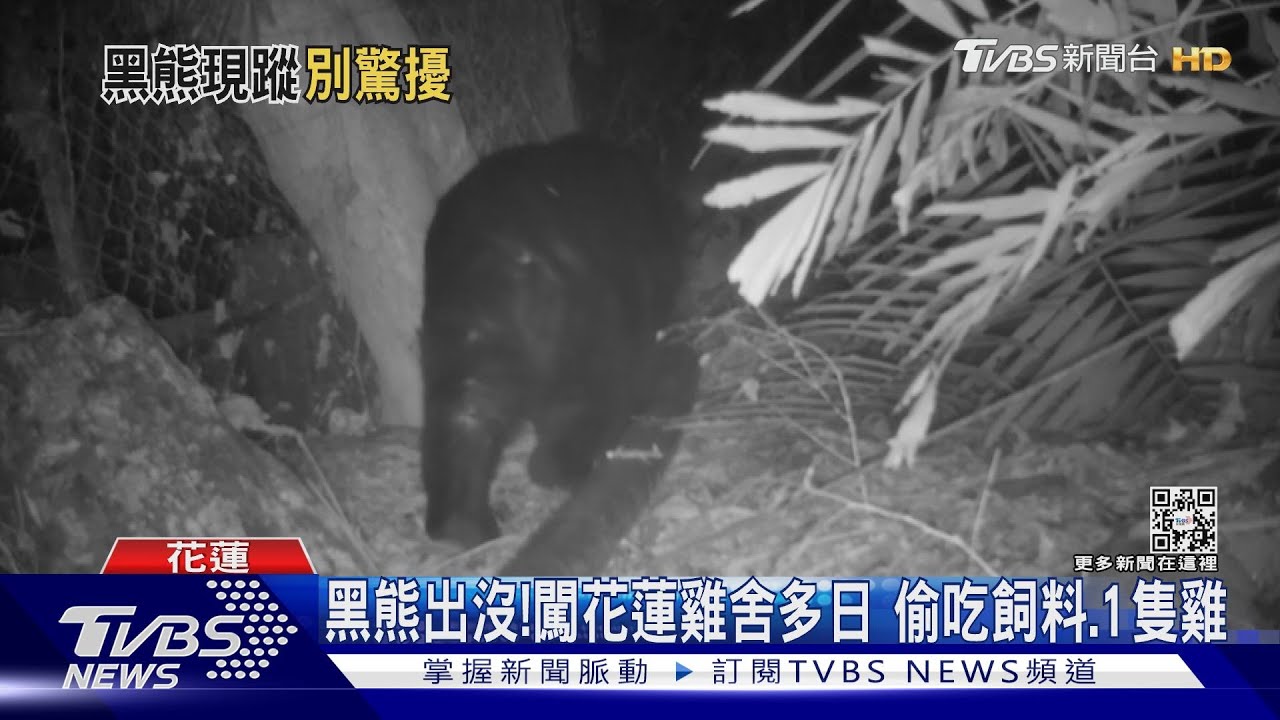 黑熊出沒!現蹤花蓮雞舍 多日嗑光飼料、疑抓走1隻雞