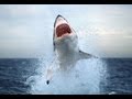 Нападение акулы. Приморский край 2011 