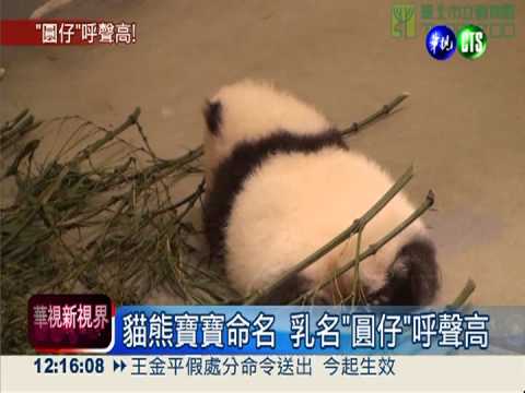 圓仔命名6選1 中秋節開放票選