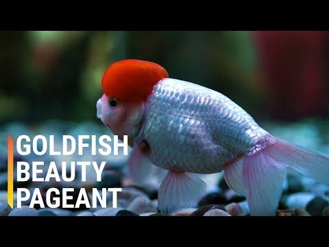 迎接金魚的環球小姐 (Meet the Miss Universe of Goldfish)