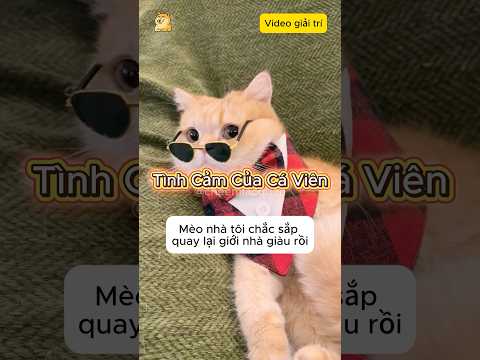 Tình cảm thật sự của Cá Viên #giaitri #haihuoc