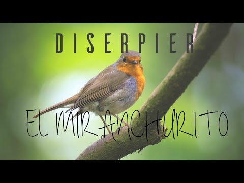 El Miranchurito - Diserpier feat. Bry (Lyric Video)