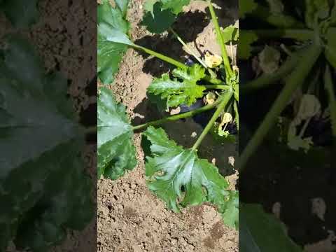 ズッキーニの苗が黄色いのはなぜですか?葉が黄色くなる5つの一般的な原因とその対処法  庭園