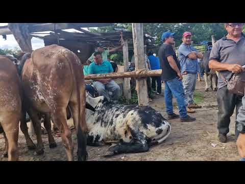 Tiangue de Santiago Nonualco, La Paz Centro, El Salvador.