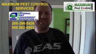 preview picture of video 'Bed bugs Removal Pest Control Service Brantford, Hamilton ON'