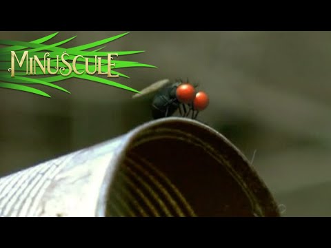 Minuscule – la conserve/Out of a Tin Can (Season 1)