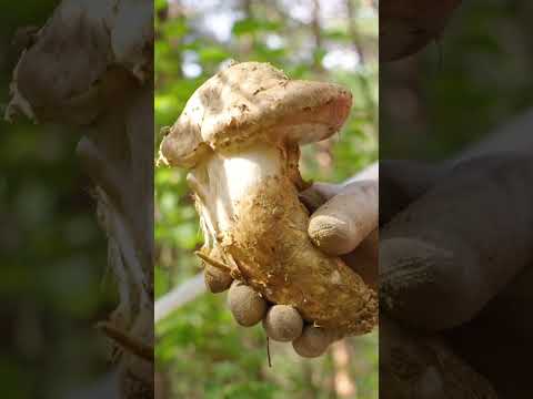 マツタケの収穫の様子 (How matsutake mushrooms are harvested)