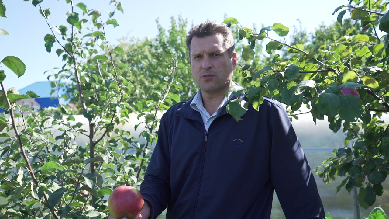 Яблоня зимняя Рождественское