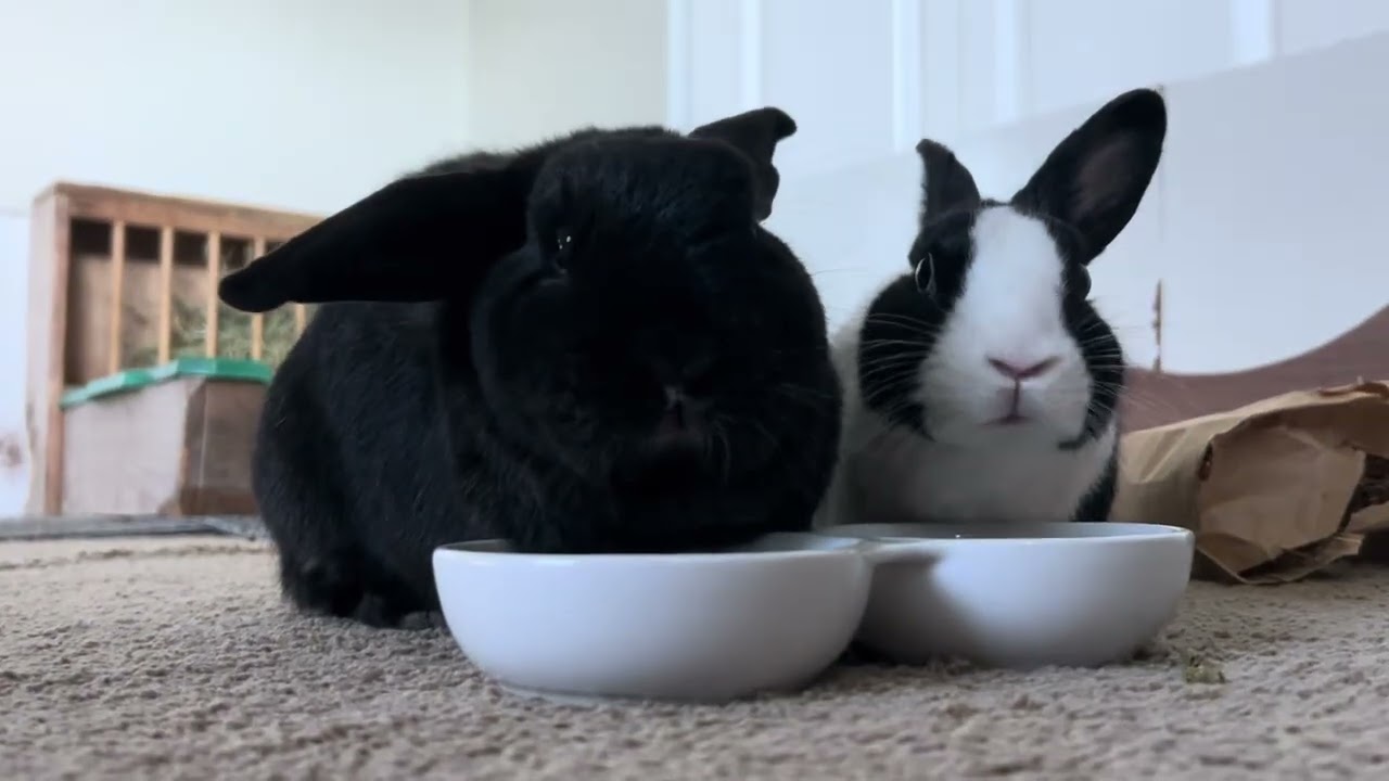 Enlarge Milo and Tokyo, a Adoptable mixed breed in Naples, FL video 5/6