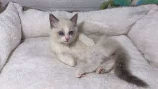 ラグドールの動画01