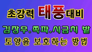 [텃밭농부.741]  태풍속에서 김장무 쪽파밭 토양을 보호하는 방법
