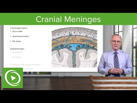 Cranial Meninges: Structures & Functions – Brain & Nervous System | Lecturio