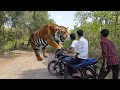 Tiger Attack Man In The Forest Tiger Attack In Jungle Royal Bengal Tiger Attack Part 1