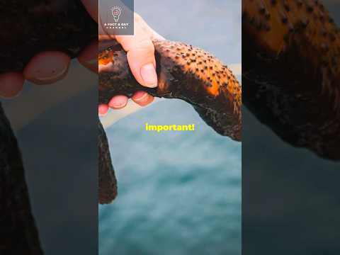 Facts About Sea Cucumbers You Need to Know #ocean #seacucumber #seaanimals