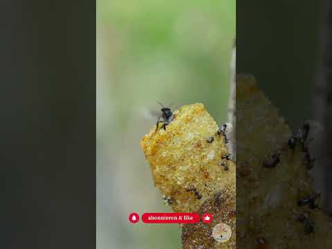 Unsichtbare Nester: Warum du alte Stängel im Garten stehen lassen musst