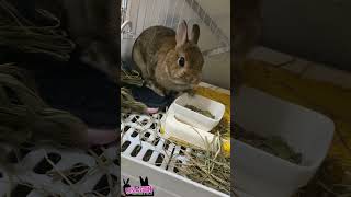 左手は添えるだけ🐇🍚