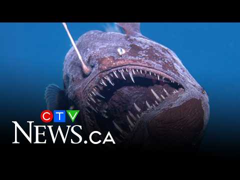 Rare deep-sea fish known as the black seadevil captured on camera