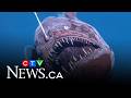 Rare Deep Sea Fish Known As The Black Seadevil Captured On Camera