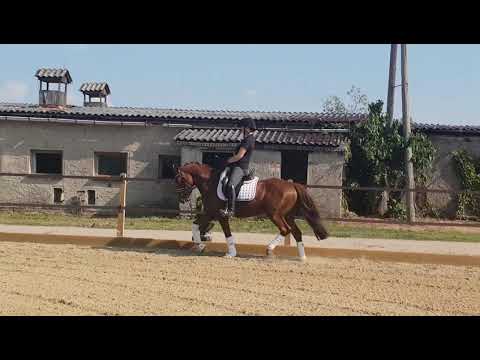 Dannys Diamond v. Danny Gold  2016 *