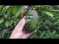 Cola Nitida Picking Breaking And Chewing A Fresh Kola Nut
