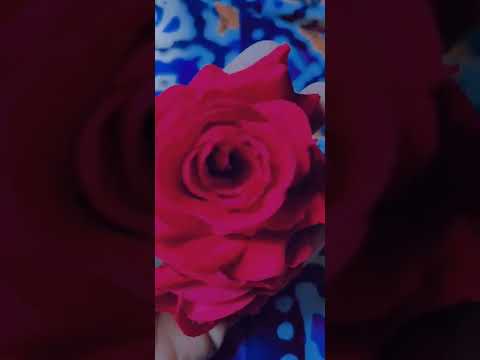 Lazy Lad lazy Lad||Amit Trivedi ||Richa Sharma||New Short ||Maria Sadman world's ||