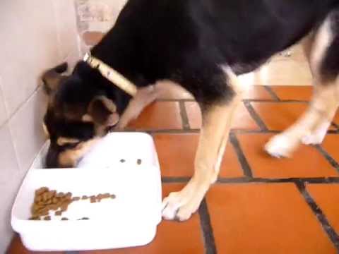 MONITA 4 MESES Y TOMPI BUSCAN CASITA MIRALAS♥♥