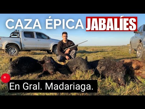 Así Se Caza el Jabalí en Madariaga | Buenos Aires #cazamayor